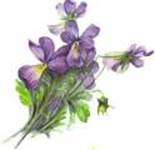 FIORI